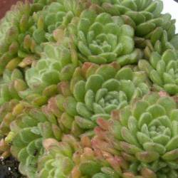 Sempervivum - Dachwurz - Hauswurz